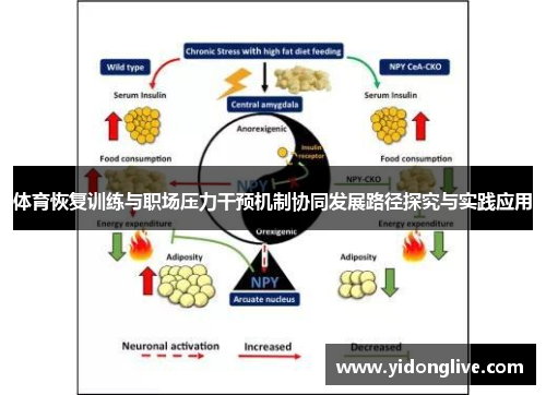 体育恢复训练与职场压力干预机制协同发展路径探究与实践应用